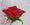 Amore
