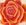 Rose organge